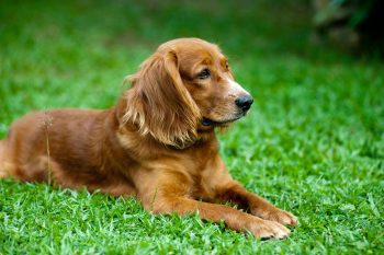 Why is My Cocker Spaniel Not Eating?