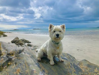 Traveling with a Westie: Tips for Success