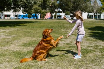 10 Dog Breeds for Children with Special Needs