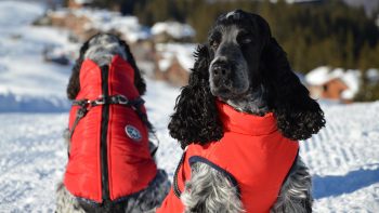 Traveling with a Cocker Spaniel: Tips for Success