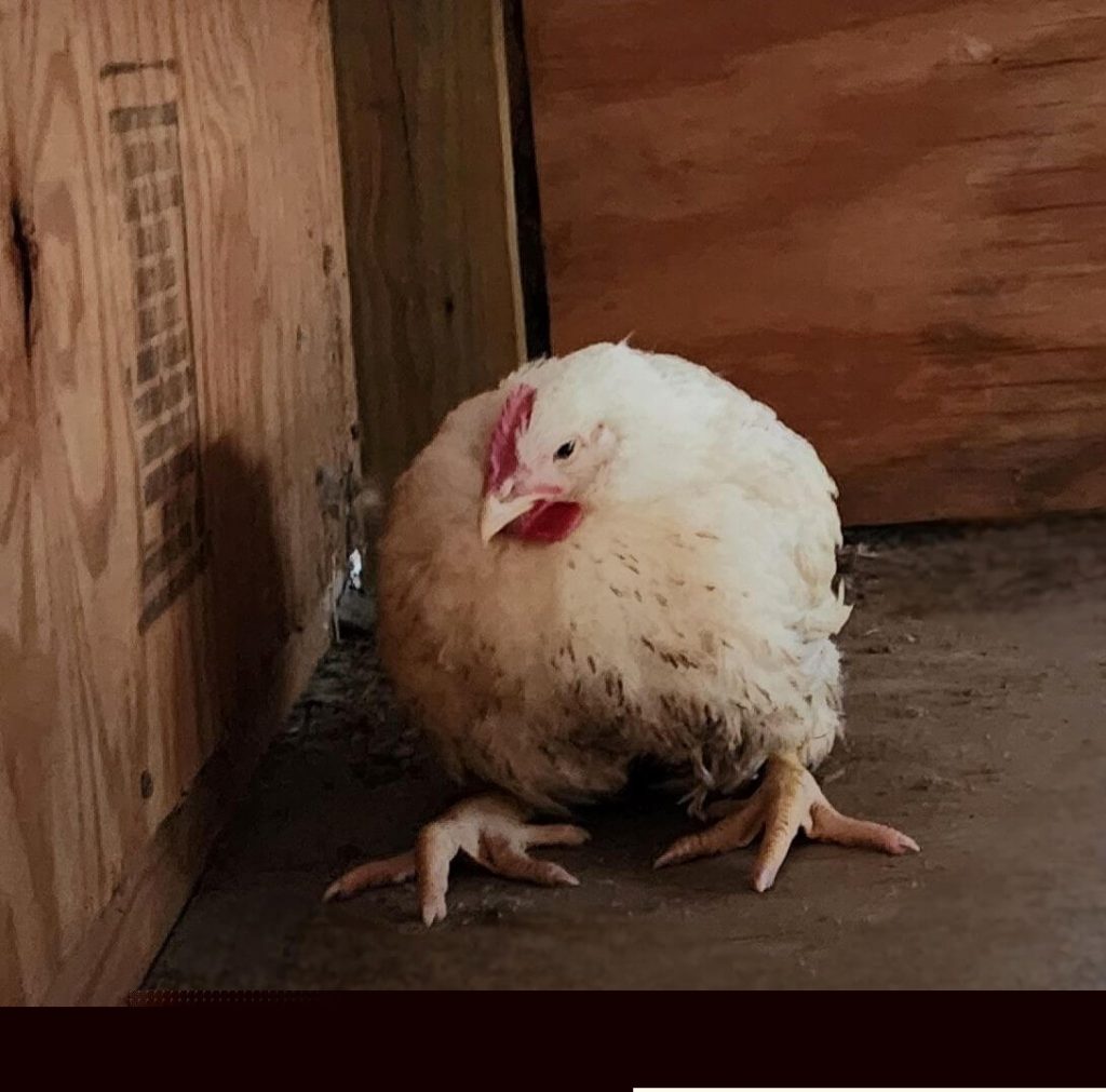 Photos: Chickens Rescued by PETA After Transport Truck Crashes Into Power Pole