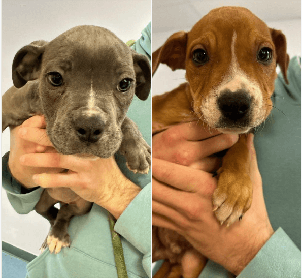 Up to $5,000 Reward Offered in Deadly Puppy Abandonment Case