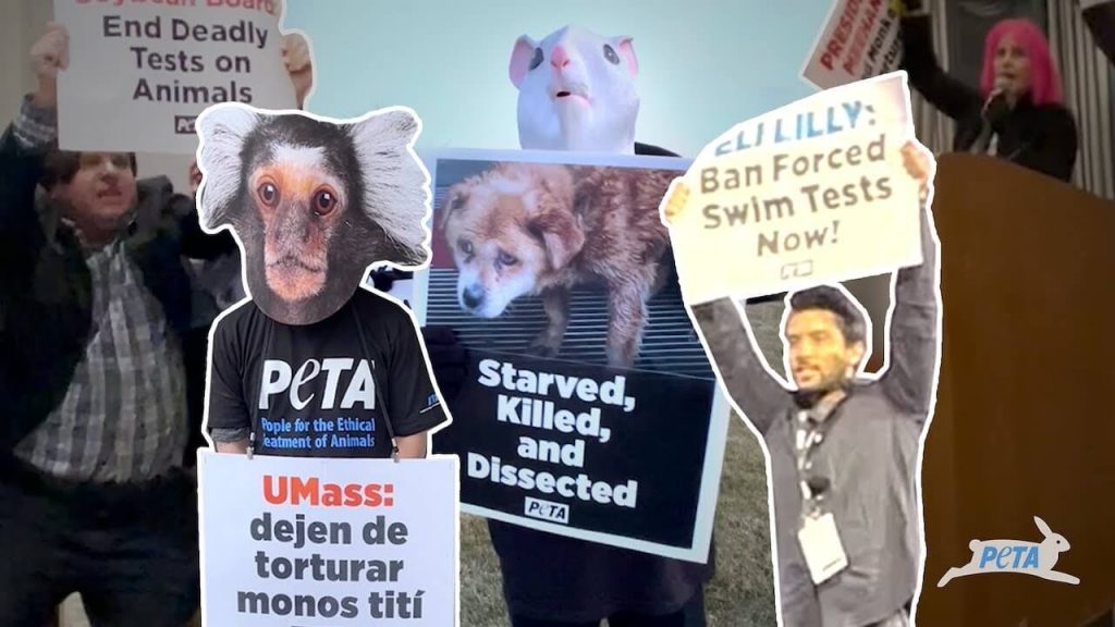 2023’s Biggest Victories for Animals in Labs and How PETA Made Them Happen