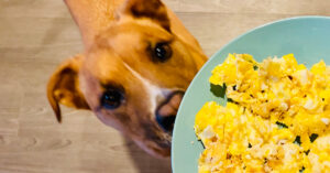 5 Low-Cost Ways To Boost Your Dog’s Existing Food