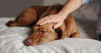 What All Dog Parents Need To Know About The 2023 Canine Influenza Outbreak