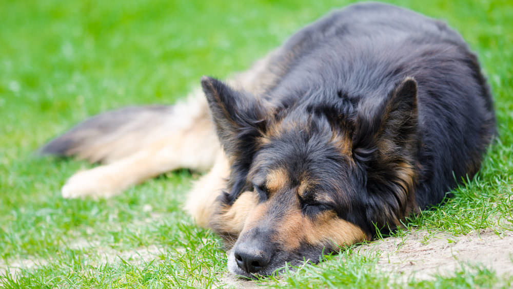 6 Natural Supplements To Help Your German Shepherd’s Itching & Allergies