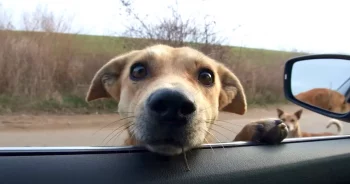 Stray Dogs Stop A Woman’s Car, And She Can’t Just Drive Away