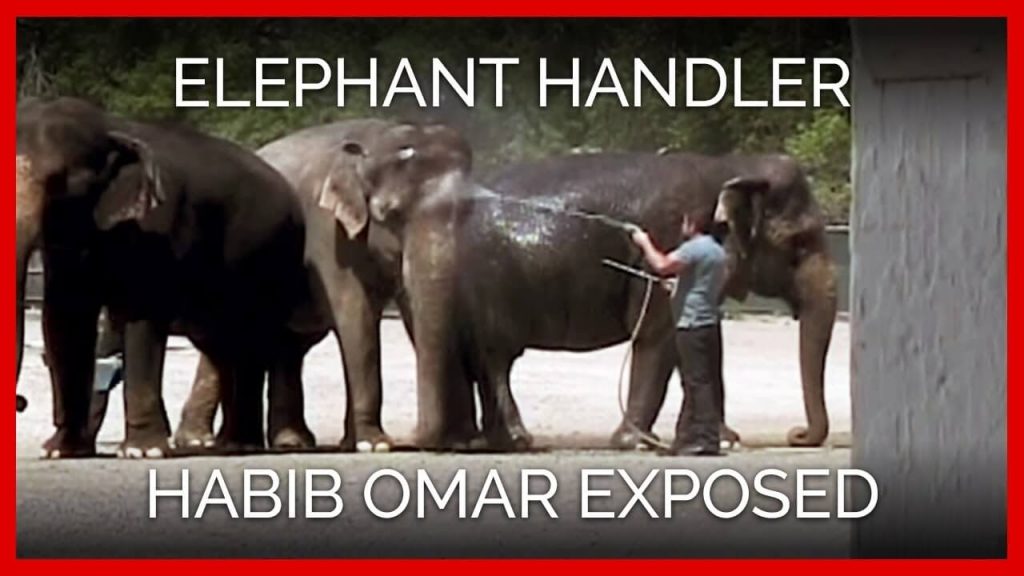 From Breaking Elephants’ Spirits to Breaking the Law—Will Carson & Barnes Circus FINALLY Be Held Accountable?