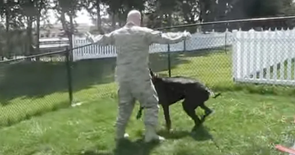 It’s A Military Reunion For A Dog Who Stands Taller Than His Dad