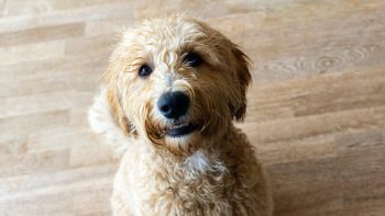 Why is My Labradoodle Not Eating?