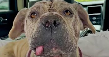 ‘Unsightly’ Dog No One Wants Is Bailed From Shelter But Still Needs Home