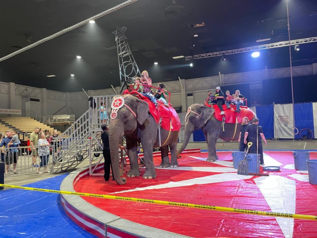 Elephants Forced to Give Illegal Rides at Circus in Reno; PETA Urges Feds to Strip License