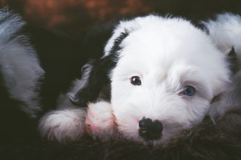 Why is My Old English Sheepdog Not Eating?