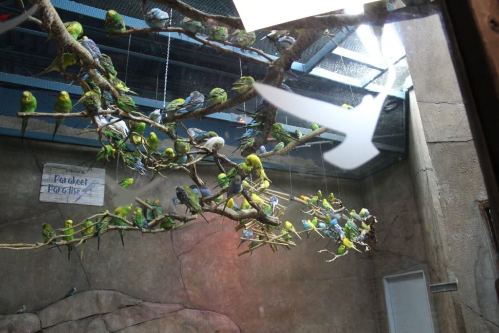 How Parakeets Are Crushed to Death at Roadside Zoos