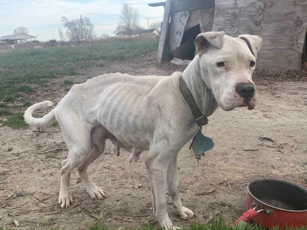 Cruelty Charges Filed Against Local Mother, Son Over Dead Dogs and Emaciated, Chained Survivors Found by PETA