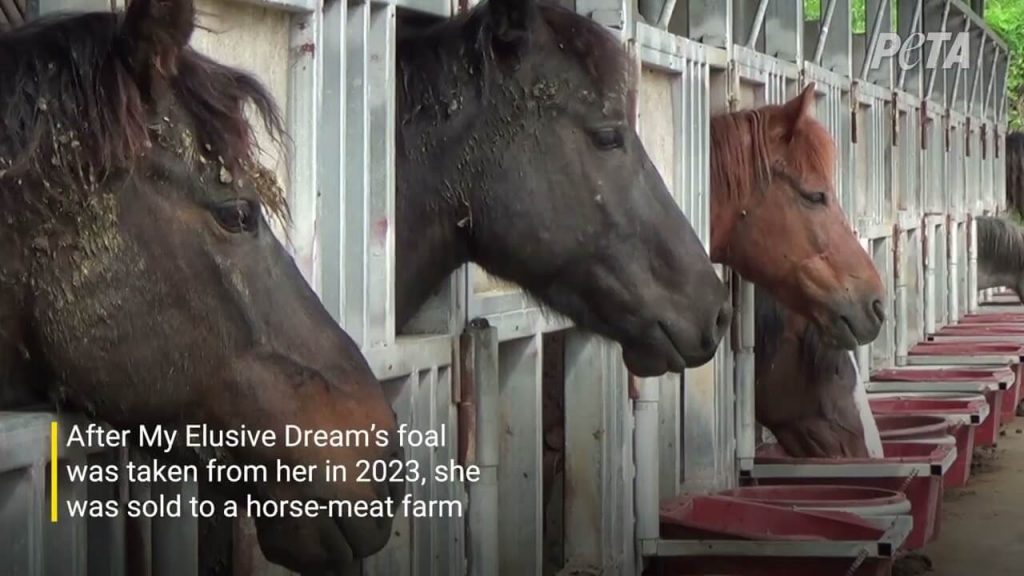 VIDEO: American Racehorse Rescued Outside South Korean Slaughterhouse—See Her Now