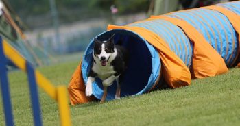 The Best Dog Agility Equipment of 2024