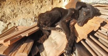 Starving Dog Found In A Rundown Garage Yard Wags Her Little Tail As They Approach