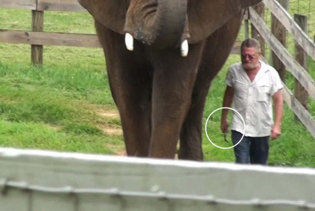 NEW: House Bill 1531 Seeks to Protect Elephants From Abuse, Ban Bullhooks in Virginia