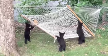 3 Bear Cubs Seen Trying To ‘Figure-Out’ The Hammock In The Backyard