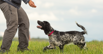 8 Behaviors And Commands Every Dog Should Know