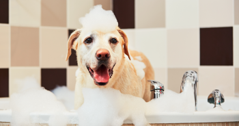 11 Best Cruelty-Free Dog Shampoos