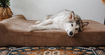 Ultimate Resting Spot For Your Dog: Big Barker Orthopedic Dog Bed Review 2024