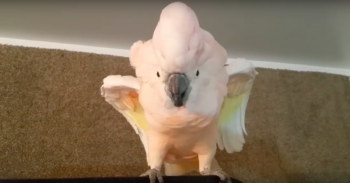 Cockatoo Refuses To Go To Her Cage, Throws Hilarious ‘Temper Tantrum’