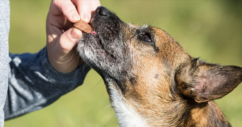 Best CBD & Hemp Dog Treats of 2024 – Natural, Tasty, and Effective