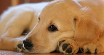 10 Dog Breeds That Are Extra Clingy With Their Owners