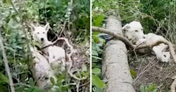 Guy On A Hike Comes Across A Dog Who Looks To Be Living In The Woods