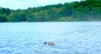 Dog Spots An Animal ‘Struggling’ In The Lake, Goes In For The Rescue