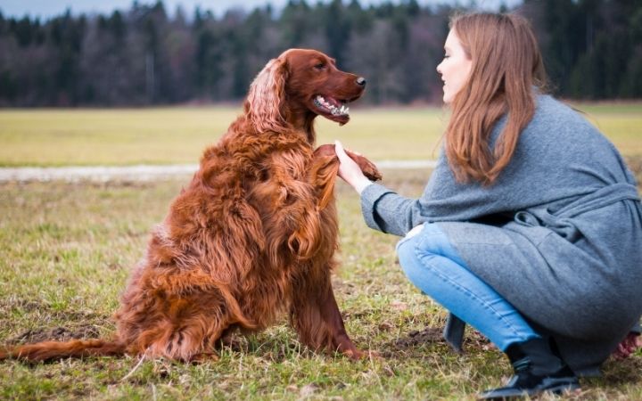 Celebrating National Train Your Dog Month – January