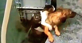 Heroic Puppy Dives In Water To Save Drowning Cat, Piggybacks Her To Safety