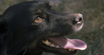 Dog Dry Nose: How To Treat This Uncomfortable Condition