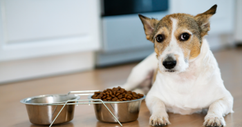 RECALL UPDATE: Popular Dog and Cat Food Recalled for Salmonella and Listeria