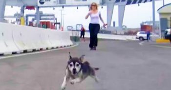 Dog Living In Shipping Port Has Outrun Rescuers For Years