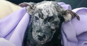 Man Put His ‘Blistered’ Puppy In A Box And Placed Her On Shelter’s Doorsteps