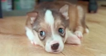 Puppy Pulled From Rubbish Adjusts To A ‘Normal Life’ But His Past Lingers