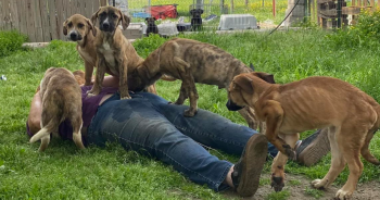 Starving Puppies Had To Fight For Food Until You Helped Save Them