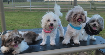 These Dogs Were Once Abandoned At A Dumping Ground, But You Helped Feed Them