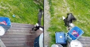 Bald Eagle Swoops Down And Snatches Yorkie Puppy Right From Her Porch