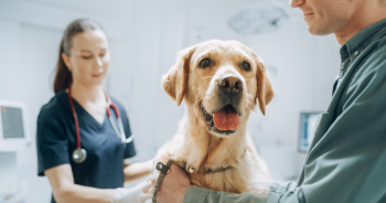 Heartworm Disease In Dogs: Everything You Need To Know