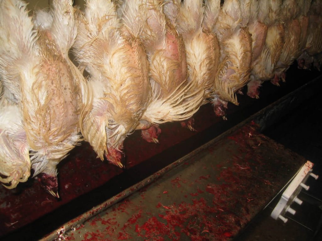 Tyson Foods Worker Punches Live Chicken; PETA Seeks Criminal Probe