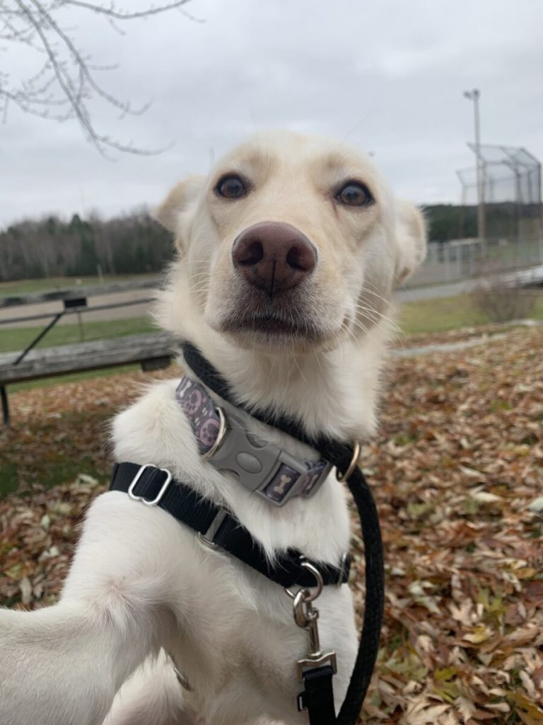 Husky travels kilometres to return to her new friends at the Ontario SPCA