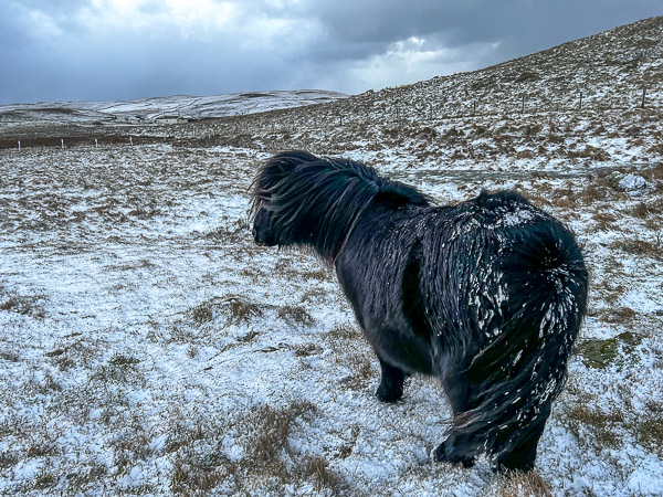 Woke Up To Snow