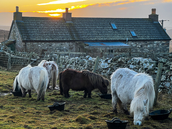 Tails, Worming and Floof