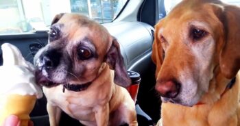 Mom Only Lets One Of Her Dogs Eat The Ice Cream, While The Other Dog Looks On