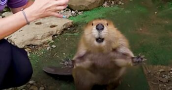 Baby Beaver Swims Over To Man To Tell Him His Life Story
