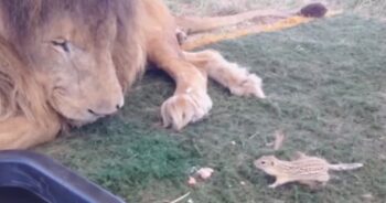 Squirrel Befriends Lonely Lion And Every Day They Share A Sweet Treat